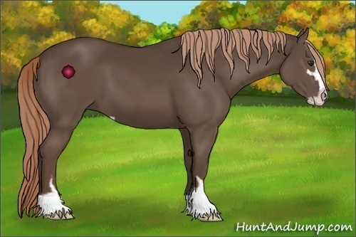 Horse Color:Liver Chestnut Sabino 
