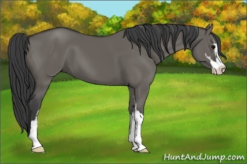 Horse Color:Grullo Sabino 