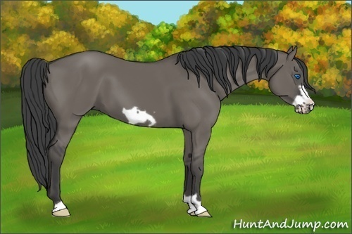 Horse Color:Smoky Grullo Frame 