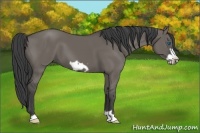 Horse Color:Smoky Grullo Frame