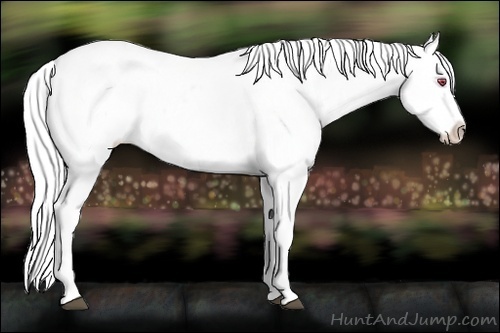 Horse Color:Silver Black Chinchilla Appaloosa 