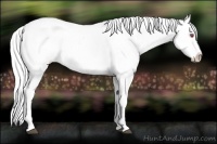 Horse Color:Silver Black Chinchilla Appaloosa 