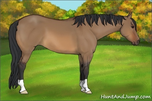 Horse Color:Bay Dun