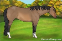 Horse Color:Bay Dun