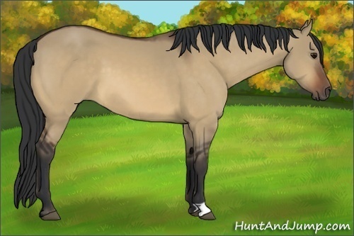 Horse Color:Bay Dun