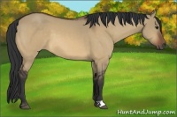 Horse Color:Bay Dun