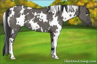 Horse Color:White Spotted Grullo