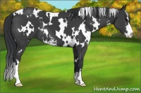 Horse Color:White Spotted Black Sabino