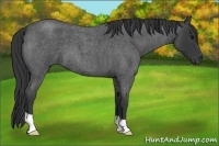 Horse Color:Blue Roan 
