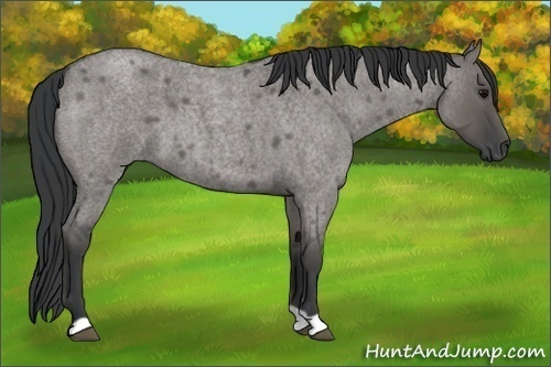 Horse Color:Grullo Roan 