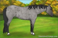 Horse Color:Grullo Roan 