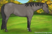Horse Color:Smoky Grullo Roan 