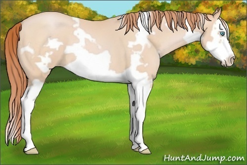 Horse Color:White Spotted Buckskin Pearl Splash Frame