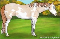 Horse Color:White Spotted Buckskin Pearl Splash Frame