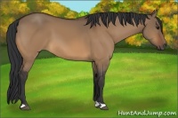 Horse Color:Bay Dun