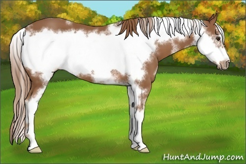 Horse Color:White Spotted Chestnut Sabino Frame