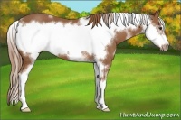 Horse Color:White Spotted Chestnut Sabino Frame