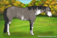 Horse Color:Grullo Roan Sabino