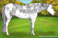 Horse Color:White Spotted Black Splash Varnish