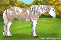 Horse Color:White Spotted Palomino Ice Splash Appaloosa