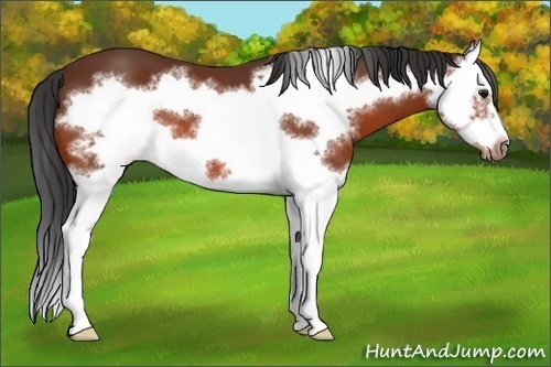 Horse Color:Bay Sabino Splash Frame