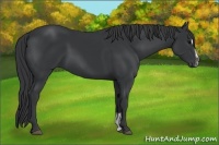 Horse Color:Black Sabino