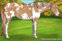 Horse Color:White Spotted Chestnut Sabino