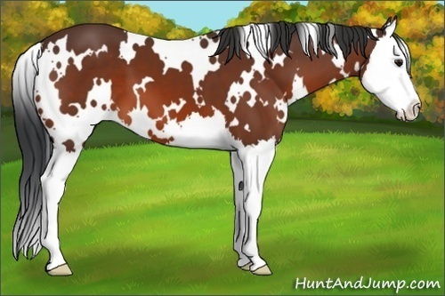Horse Color:White Spotted Bay Splash