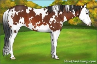 Horse Color:White Spotted Bay Splash