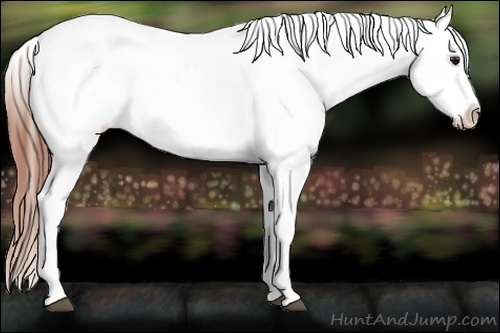 Horse Color:Bay Frame Appaloosa 