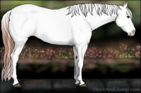 Horse Color:Bay Frame Appaloosa 