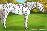 Horse Color:Grullo Tobiano Appaloosa Rabicano