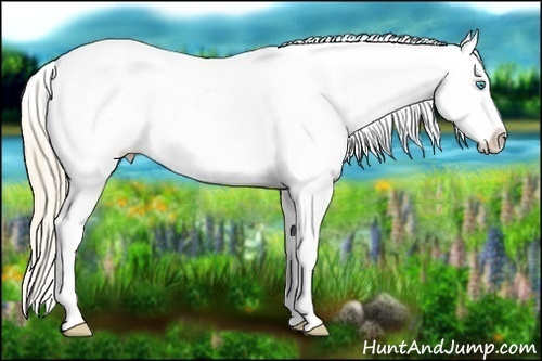 Horse Color:White Spotted Perlino Sabino Varnish 