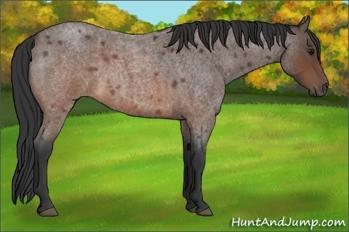 Horse Color:Brown Roan