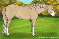 Horse Color:Palomino Dun Sabino Splash 