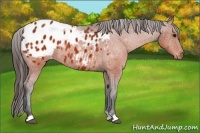Horse Color:Brown Appaloosa Rabicano 
