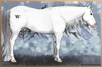 Horse Color:White Spotted Bay Ice Appaloosa 