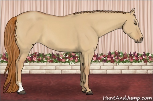 Horse Color:Red Dun Sabino 