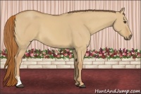 Horse Color:Red Dun Sabino