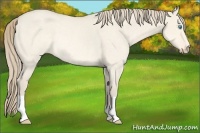 Horse Color:Perlino Dun Rabicano