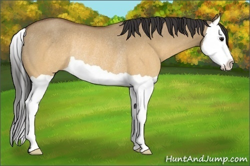 Horse Color:Buckskin Dun Splash Rabicano