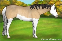 Horse Color:Buckskin Dun Splash Rabicano 