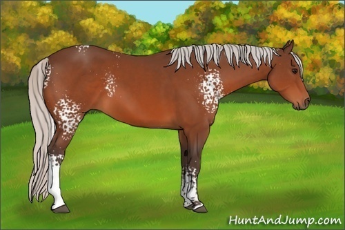 Horse Color:White Spotted Silver Bay 