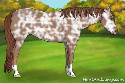 Horse Color:Chestnut Ice 