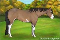 Horse Color:Bay Dun Sabino