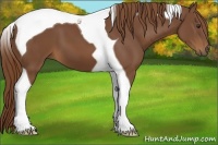 Horse Color:Chestnut Tobiano