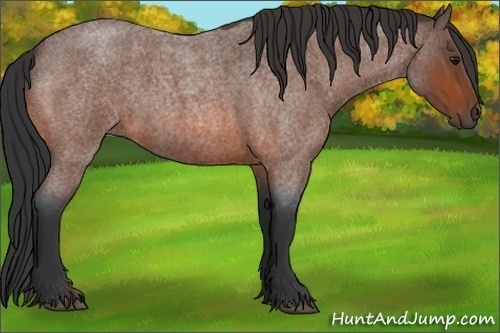Horse Color:Bay Roan 
