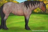 Horse Color:Bay Roan 