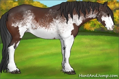 Horse Color:White Spotted Bay Frame
