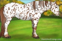 Horse Color:Chestnut Appaloosa